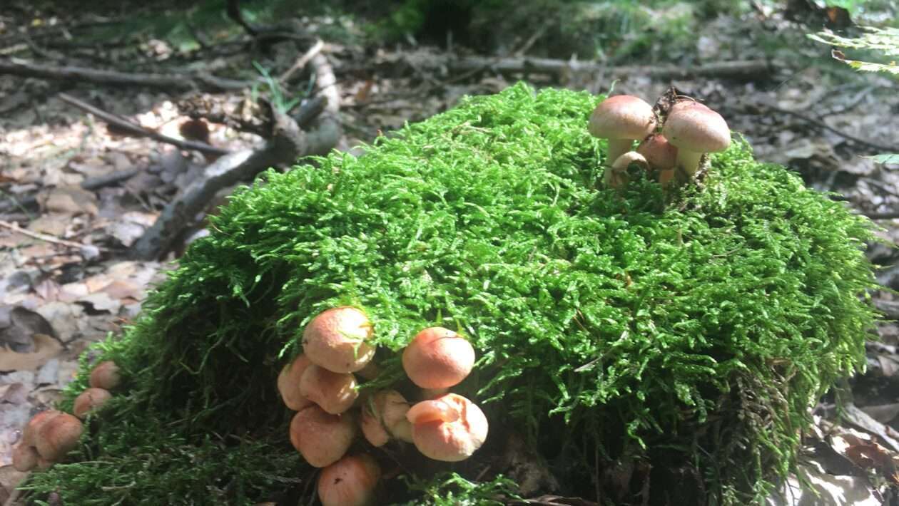 Globálny investičný výhľad na rok 2024