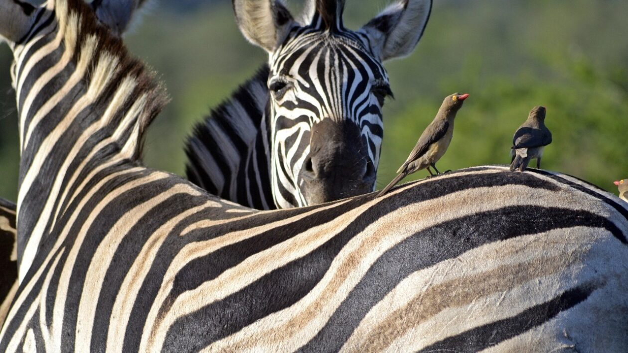 BVLOS konektivita: Architektúry sieťového napojenia 5G/NR pre UAS a zabezpečenie QoS